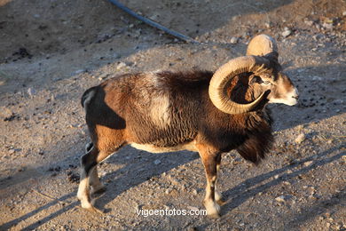 CORSICA MOUFLON