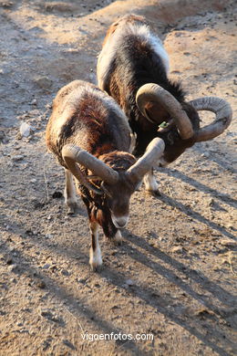 CORSICA MOUFLON