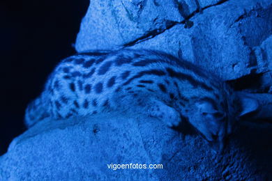 NOCTURAMA DE VIGOZOO