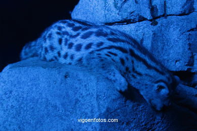 NOCTURAMA OF VIGOZOO