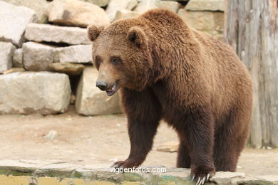 BROWN BEARS