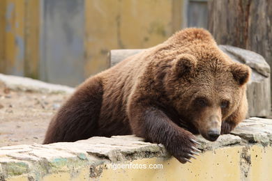 BROWN BEARS