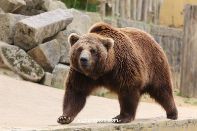 BROWN BEARS