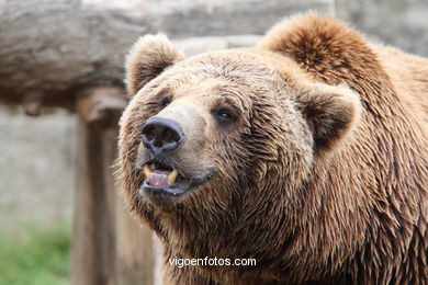 BROWN BEARS