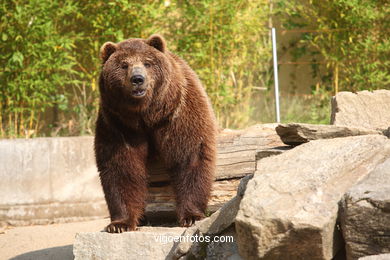 BROWN BEARS