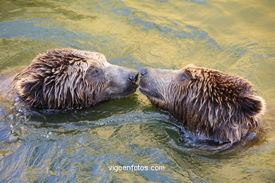 BROWN BEARS