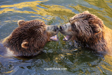 BROWN BEARS