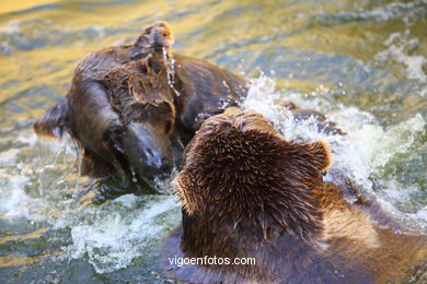 BROWN BEARS