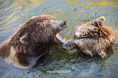 BROWN BEARS