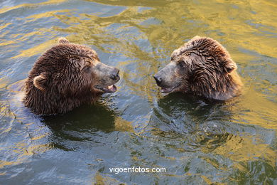 BROWN BEARS