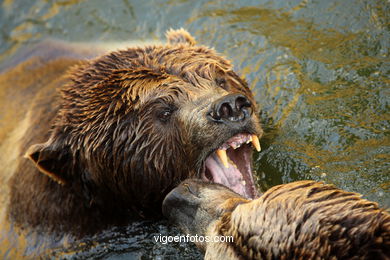 BROWN BEARS