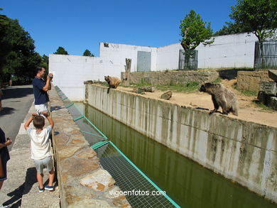 BROWN BEARS