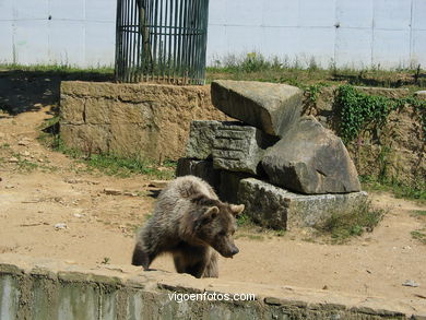 BROWN BEARS