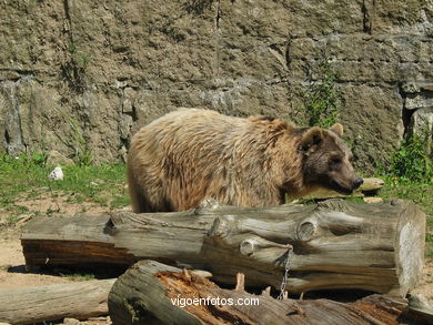 BROWN BEARS