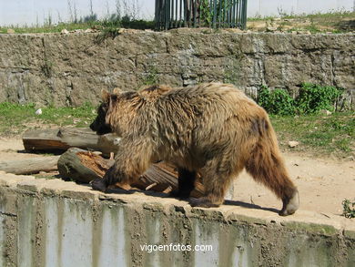 BROWN BEARS