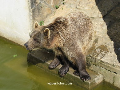 BROWN BEARS