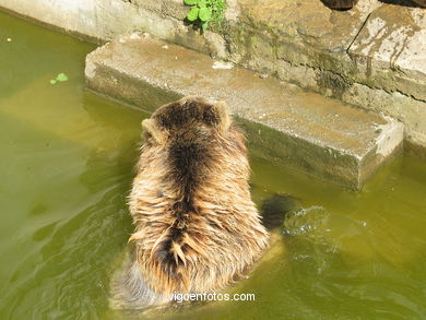 BROWN BEARS