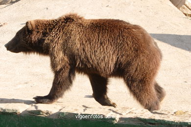 BROWN BEARS