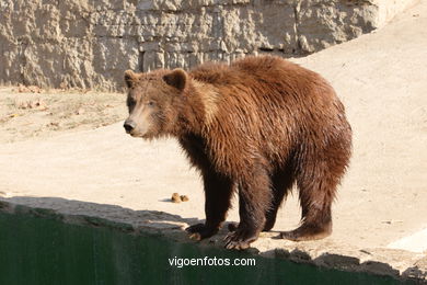 BROWN BEARS