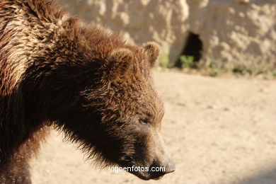 BROWN BEARS