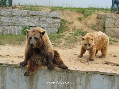 BROWN BEARS