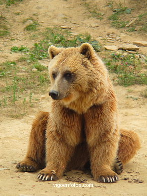 BROWN BEARS