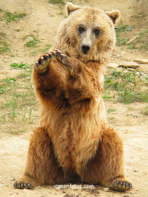 BROWN BEARS