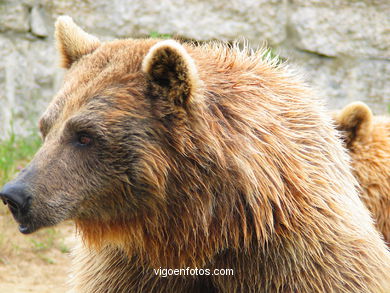 BROWN BEARS