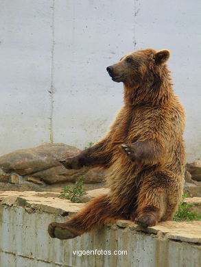 BROWN BEARS