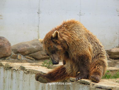 BROWN BEARS