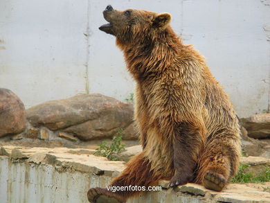 BROWN BEARS