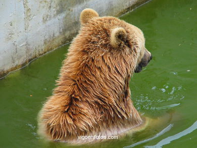 BROWN BEARS