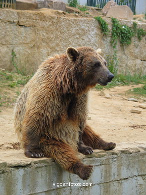 BROWN BEARS