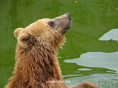 BROWN BEARS