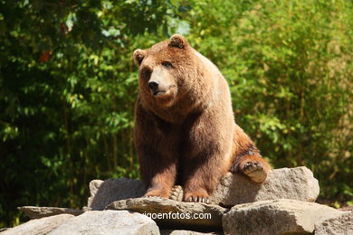 BROWN BEARS