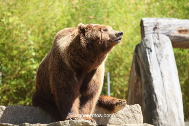 BROWN BEARS