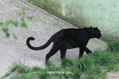 Pantera negra