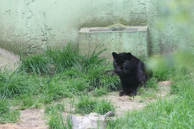 Pantera negra