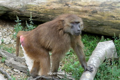 OLIVE BABOON (PAPIO ANUBIS)