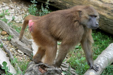 OLIVE BABOON (PAPIO ANUBIS)