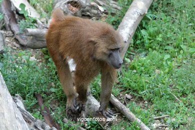 OLIVE BABOON (PAPIO ANUBIS)