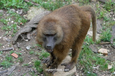 OLIVE BABOON (PAPIO ANUBIS)