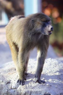 OLIVE BABOON (PAPIO ANUBIS)