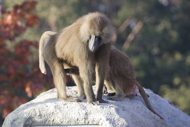 OLIVE BABOON (PAPIO ANUBIS)