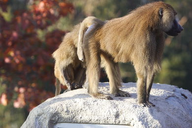 OLIVE BABOON (PAPIO ANUBIS)