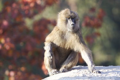 Olive Baboon (Papio anubis)