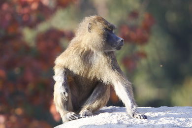 OLIVE BABOON (PAPIO ANUBIS)