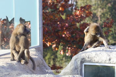 OLIVE BABOON (PAPIO ANUBIS)