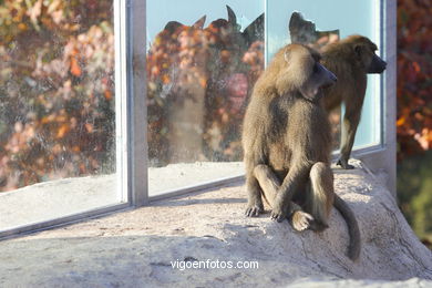 OLIVE BABOON (PAPIO ANUBIS)