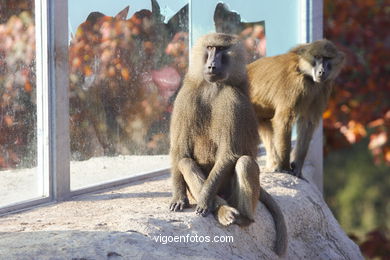 OLIVE BABOON (PAPIO ANUBIS)